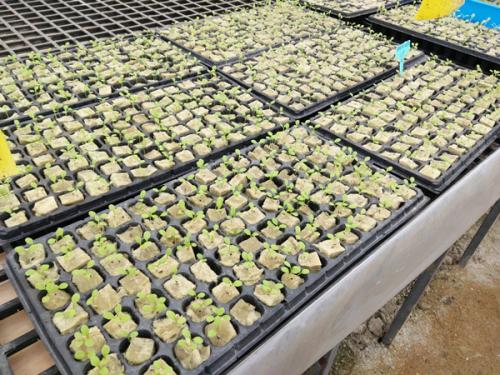 hydroponic growing system